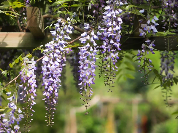 pergola blauweregen